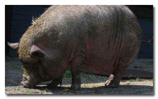 7 რეალური ისტორია ცხოველების შესახებ, რომლებმაც ადამიანები გარდაუვალი სიკვდილისგან იხსნეს