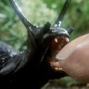 Cracked Round-Up: Gun Control Edition