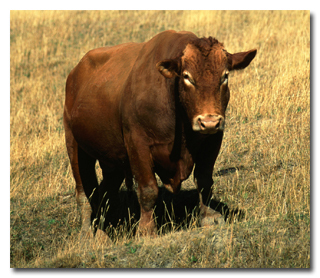 7 რეალური ისტორია ცხოველების შესახებ, რომლებმაც ადამიანები გარდაუვალი სიკვდილისგან იხსნეს