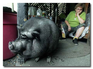 7 რეალური ისტორია ცხოველების შესახებ, რომლებმაც ადამიანები გარდაუვალი სიკვდილისგან იხსნეს