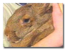 7 რეალური ისტორია ცხოველების შესახებ, რომლებმაც ადამიანები გარდაუვალი სიკვდილისგან იხსნეს