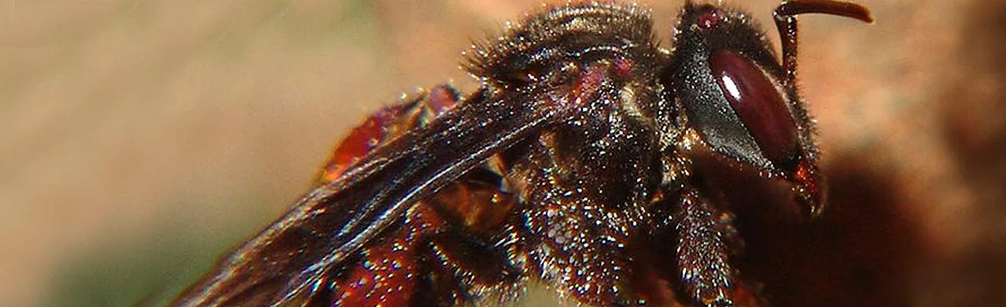 6 Horrifying Bugs That Forgot To Follow The Rules Of Nature