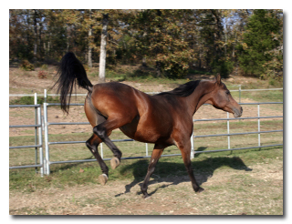 7 რეალური ისტორია ცხოველების შესახებ, რომლებმაც ადამიანები გარდაუვალი სიკვდილისგან იხსნეს
