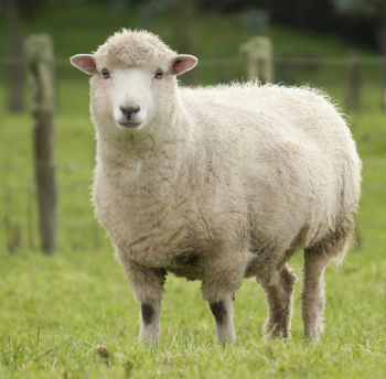 8 Patents That Prove Inventors Don't Understand Condoms