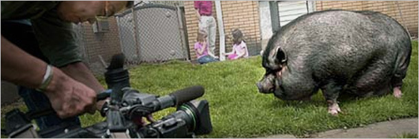 7 რეალური ისტორია ცხოველების შესახებ, რომლებმაც ადამიანები გარდაუვალი სიკვდილისგან იხსნეს