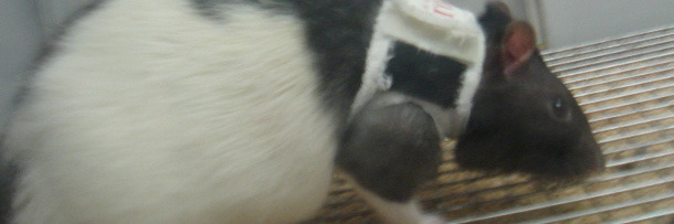 6 Hilarious Ways Science Is Tackling Serious Issues