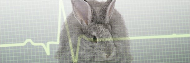 7 რეალური ისტორია ცხოველების შესახებ, რომლებმაც ადამიანები გარდაუვალი სიკვდილისგან იხსნეს