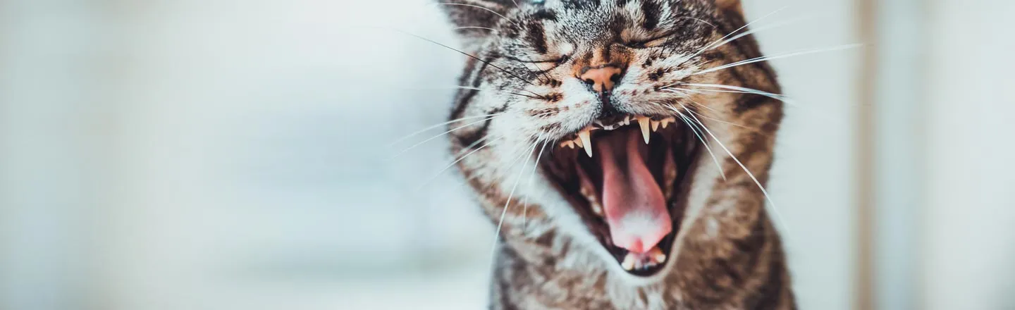Cats Are Systematically Destroying All Life On Earth