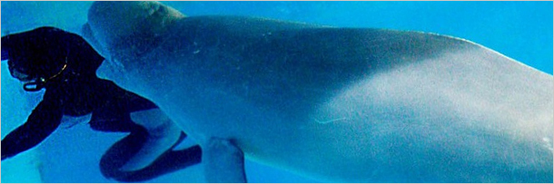 7 რეალური ისტორია ცხოველების შესახებ, რომლებმაც ადამიანები გარდაუვალი სიკვდილისგან იხსნეს