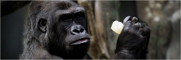 7 რეალური ისტორია ცხოველების შესახებ, რომლებმაც ადამიანები გარდაუვალი სიკვდილისგან იხსნეს