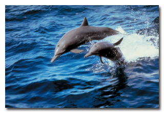 7 რეალური ისტორია ცხოველების შესახებ, რომლებმაც ადამიანები გარდაუვალი სიკვდილისგან იხსნეს