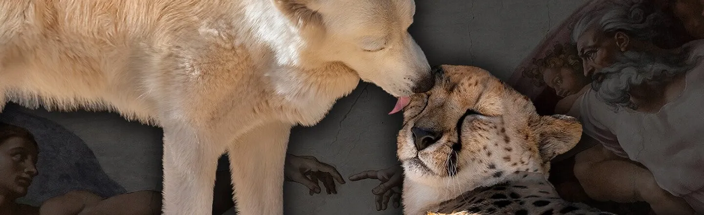 5 Perfectly Clear Examples of Interspecies Communication