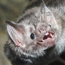 Cracked Round-Up: Gaffetember Edition