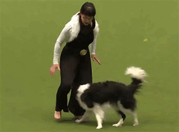 Игры будущего открытие танец собак