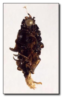 Putrid Insects 6 Insect Predators That Go Out of Their Way to Be Evil | Cracked.com