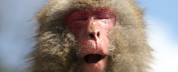 4 Perverted Behaviors You Won't Believe Animals Exhibit Too