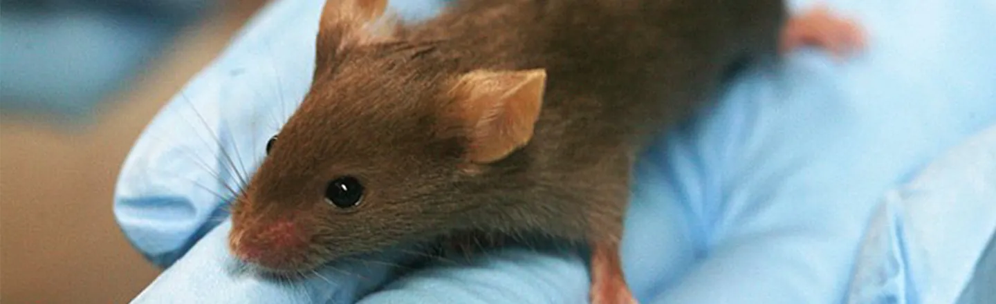 Science Confirms About Mice What Disney's Known Forever