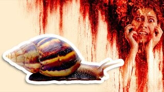 Freshwater Snails and Four Other Surprisingly Murderous Animals