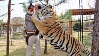 Feds Seize 68 Big Cats From 'Tiger King Park' of 'Tiger King' Fame