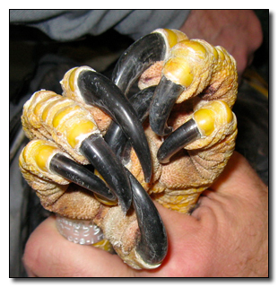 5 Birds With Abilities That Put Superheroes to Shame