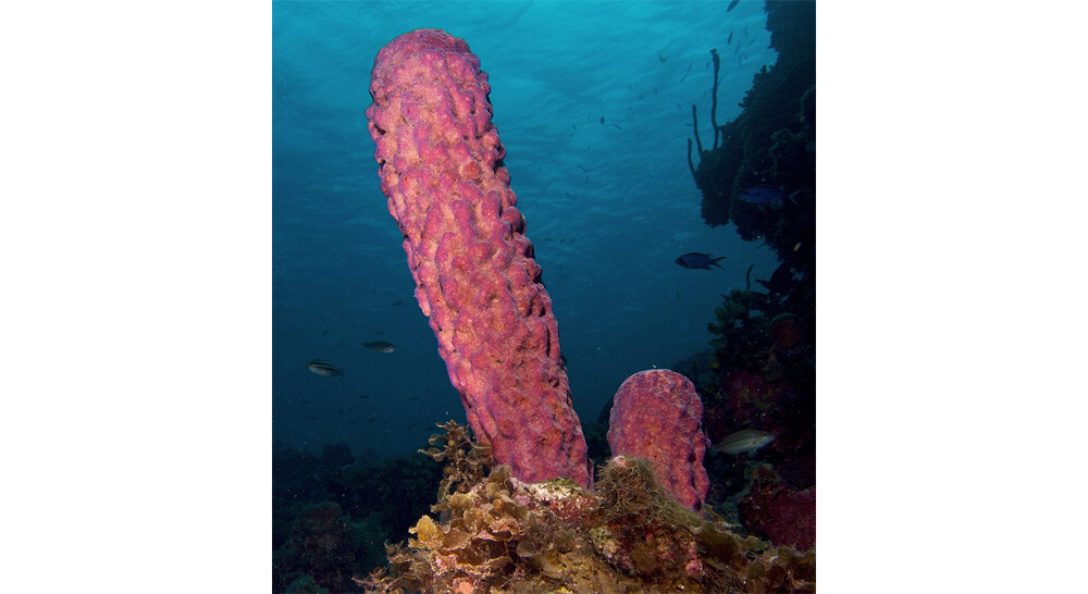 Stove-pipe Sponge-pink variation