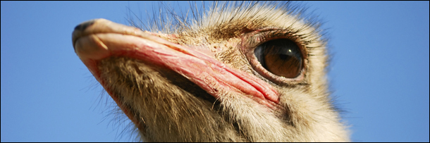 5 Birds With Abilities That Put Superheroes to Shame