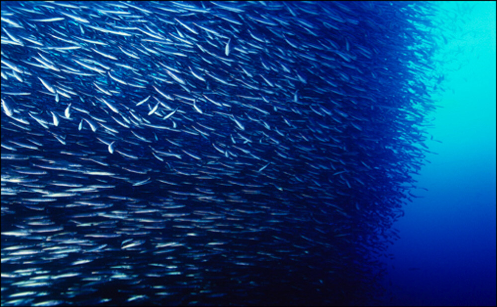 school of fish