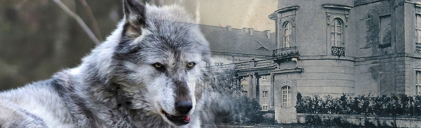 Wolves Have Trapped A Bolivian Orchestra In A Spooky German Castle During All This