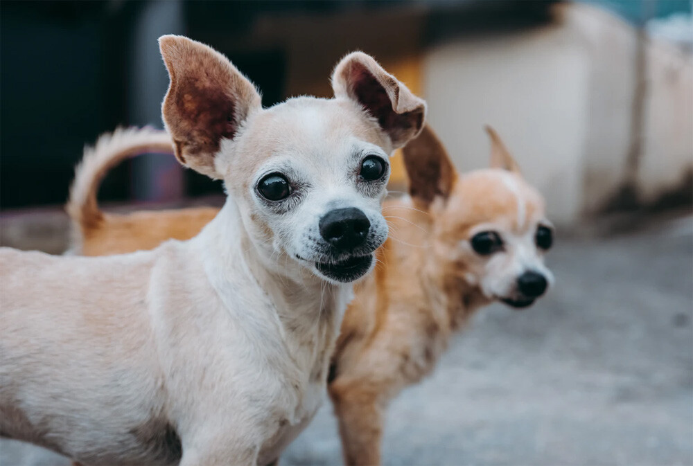 two Chihuahuas 