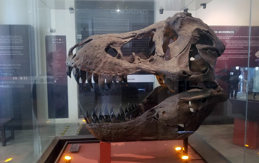 Dinosaur Skull at Museu Nacional, Rio de Janeiro