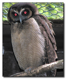 5 Birds With Abilities That Put Superheroes to Shame