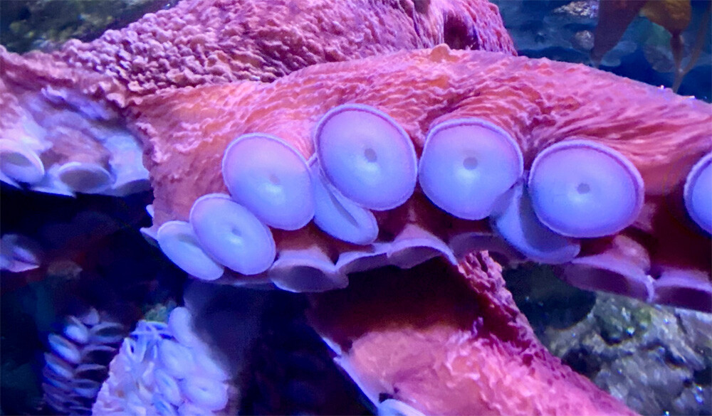 Octopus in New England Aquarium, Boston, MA