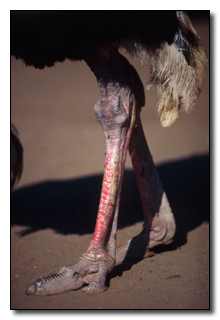 5 Birds With Abilities That Put Superheroes to Shame