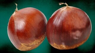 The Nutty Case of the Haunted Scrotum