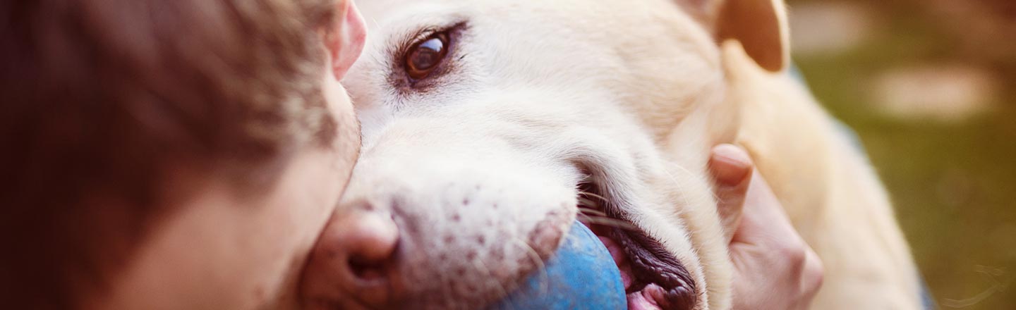 How Our Pets Have Evolved To Emotionally Manipulate Us