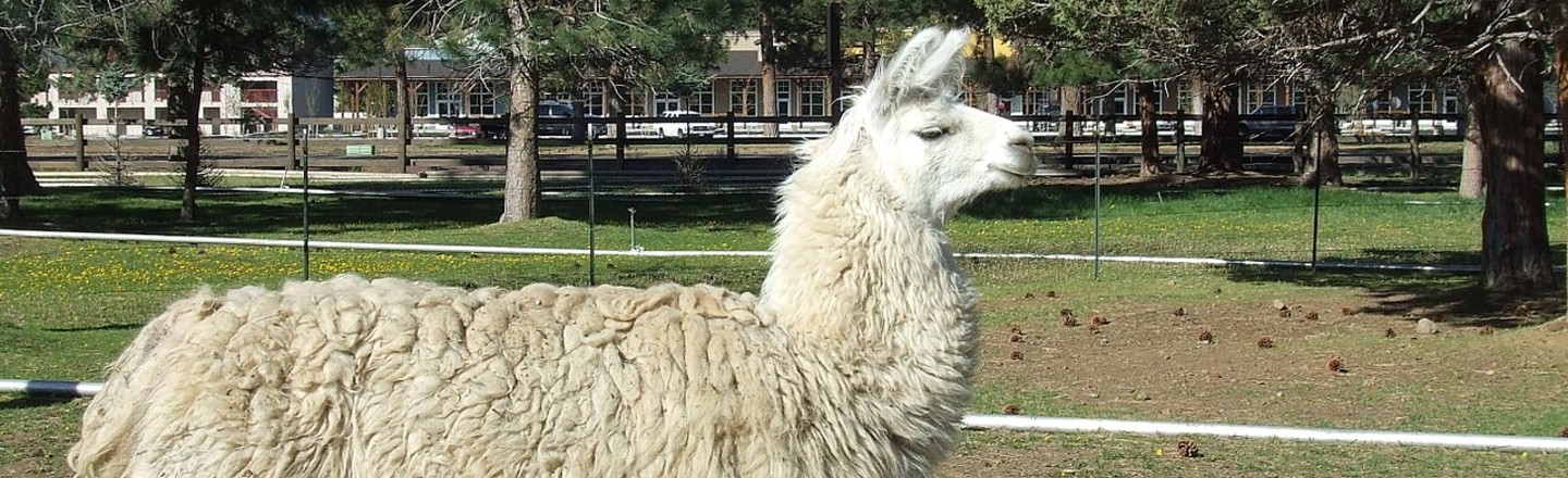 Why Christmas Llamas Are a Thing: Death and Puns
