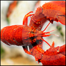 When Lobster Was Spam: 5 Gourmet Foods That Used to be Cheap