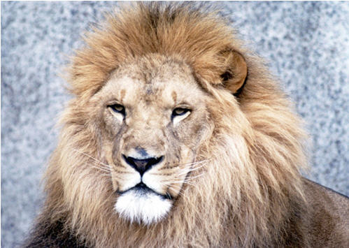 If Egyptâ€™s Gladiator Fights a Lion, I Will Fight 11 Turkeys 