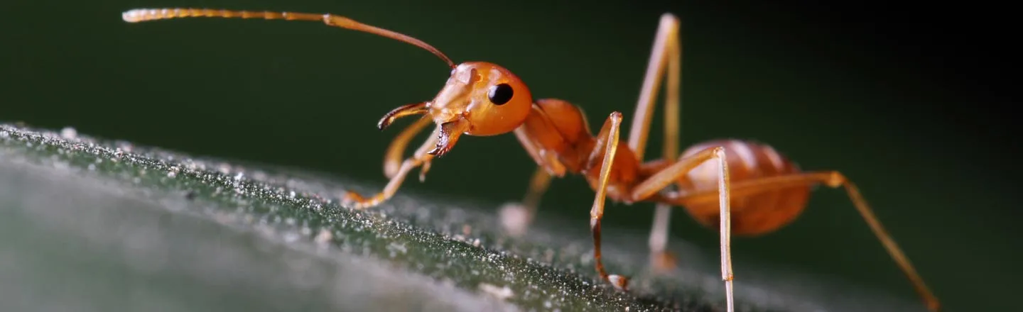 Ants Are Better At Flu Season Than Your Stupid Co-Workers