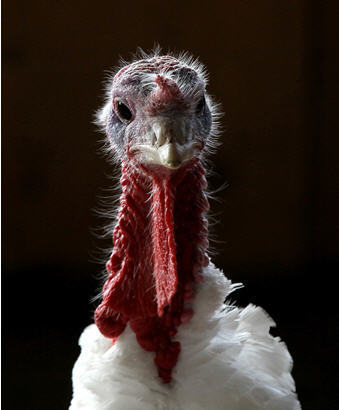 If Egyptâ€™s Gladiator Fights a Lion, I Will Fight 11 Turkeys 