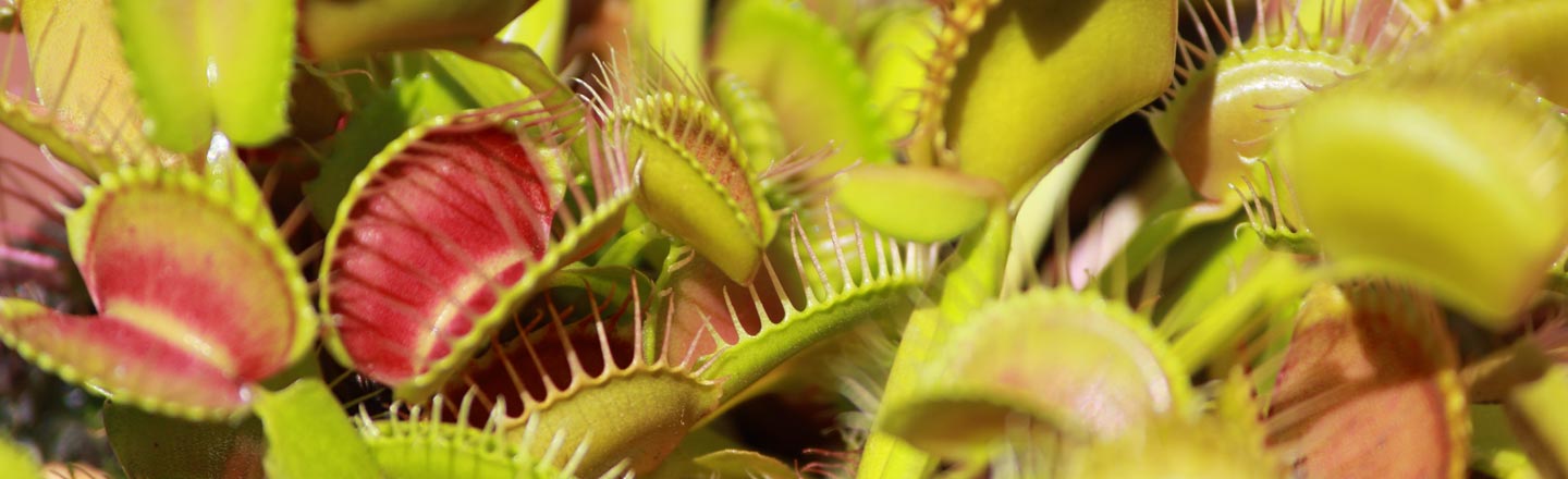Good News, Everybody: Carnivorous Plants Know How To Count