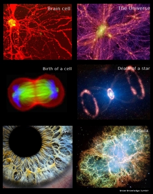 Brain cell The Universe Birth of a cell Death of a star Eye Nebula know-knowlede.tumblr