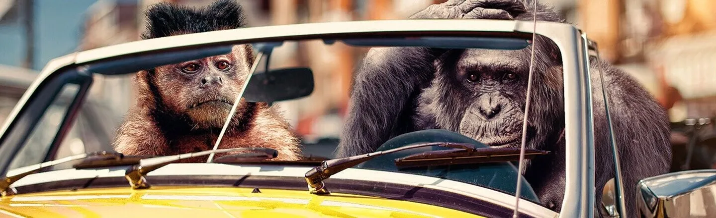 Volkswagen Faked A Monkey Experiment To Make Their Cars Look Good