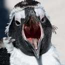 Cracked Round-Up: Hog Wrestling Edition