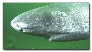 The 8 Most Terrifying Diets in the Animal Kingdom