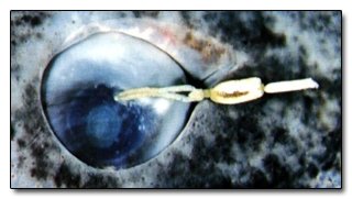 The 8 Most Terrifying Diets in the Animal Kingdom