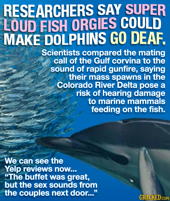 RESEARCHERS SAY SUPER LOUD FISH ORGIES COULD MAKE DOLPHINS GO DEAF. Scientists compared the mating call of the Gulf corvina to the sound of rapid gunf