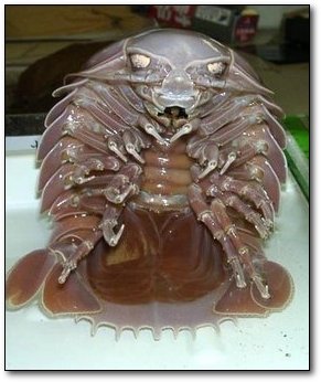 6 Studies That Prove Reality TV Is Causing the Apocalypse