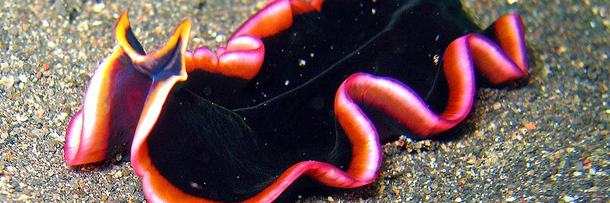 5 Underwater Creatures That Look Like Terrifying Nightmares