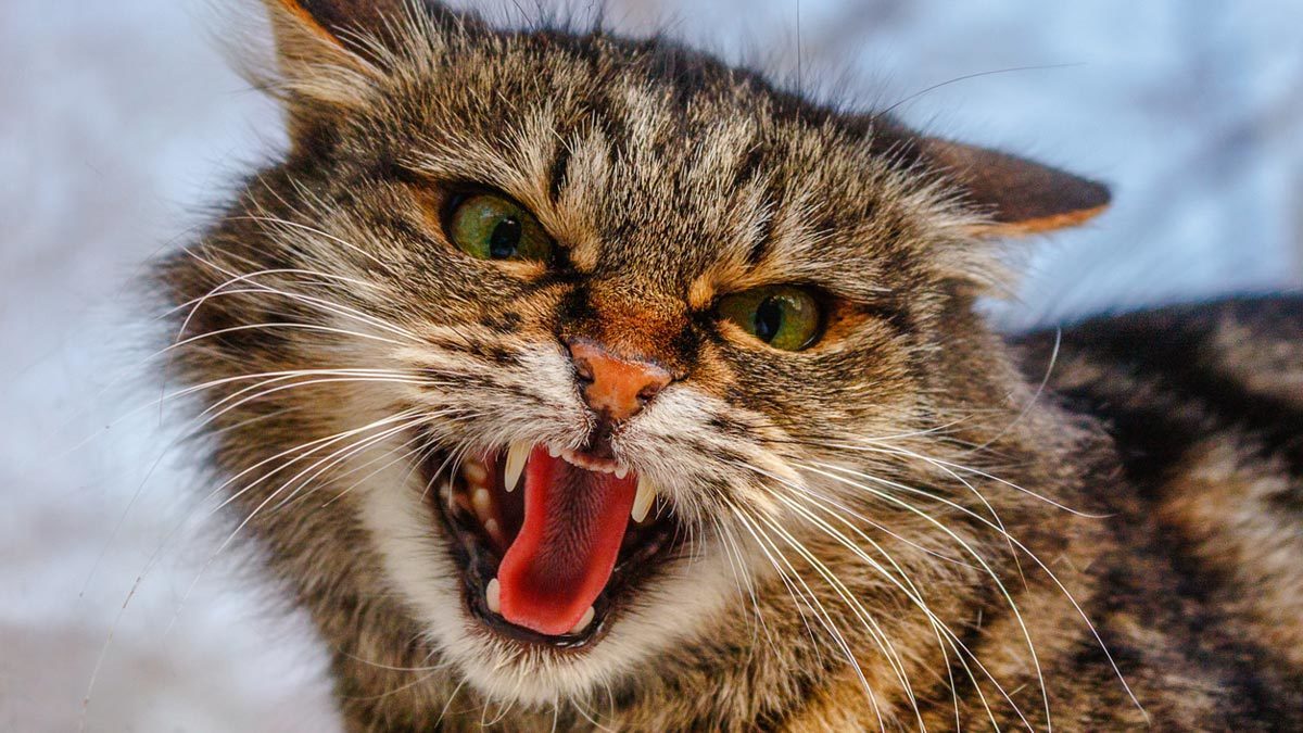 Goofy Ways Our Ancestors Thought We'd All Die